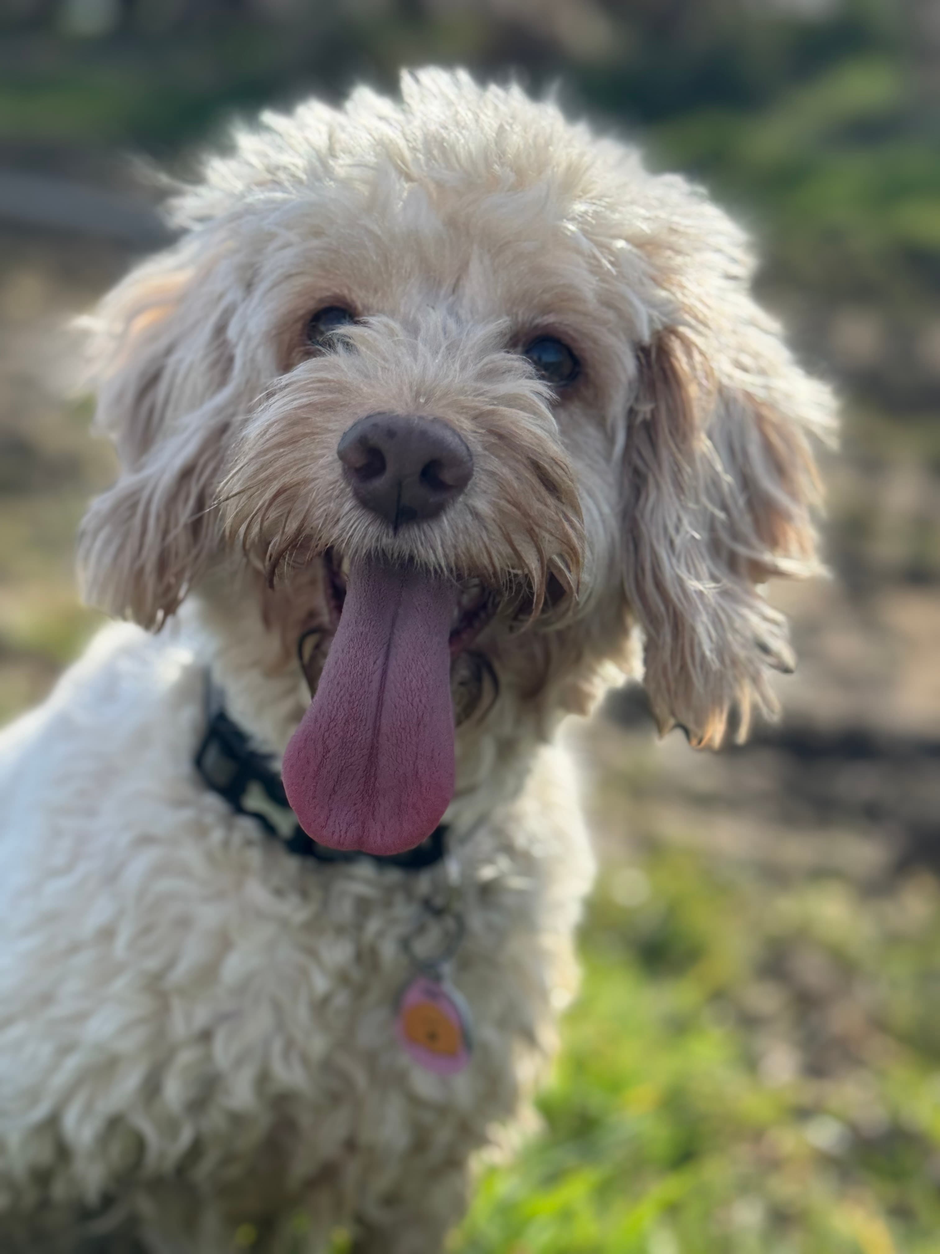 Narla, the golden retriever team mascot