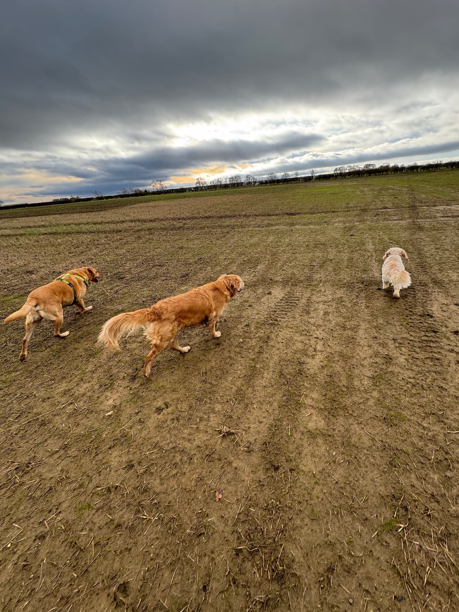 Group dog walk service - social dog walking with multiple dogs in Ponteland